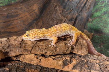 Eublepharis macularius. Leopar kertenkelesi ahşap bir arkaplanda izole edilmiş.