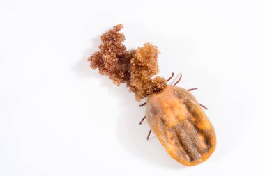 Oviparous büyük kene, kan dolu, beyaz arka planda yumurtaları var.