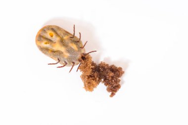 Makro - Büyük kene, kan dolu, beyaz arka planda yumurtalar