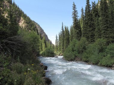 Dağın eteğindeki çam ormanının yanında akan nehrin kayalık kıyısı.
