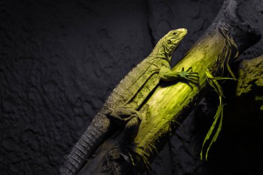 Lizard on a branch basks in the heat spot. Green reptile on a dark background clipart