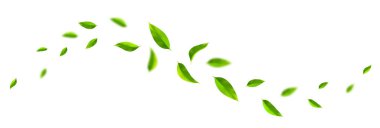 Yeşil yapraklı dalgalar. Havada uçan yeşil yapraklar. Beyaz arka planda izole edilmiş taze nane yaprakları. Vektör illüstrasyonu