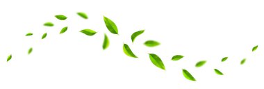 Yeşil yapraklı dalgalar. Havada uçan yeşil yapraklar. Beyaz arka planda izole edilmiş taze nane yaprakları. Vektör illüstrasyonu