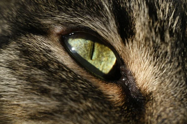 Зеленый Глаз Кошки — стоковое фото