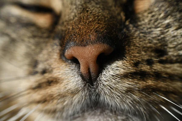 Close-up of a cats nose