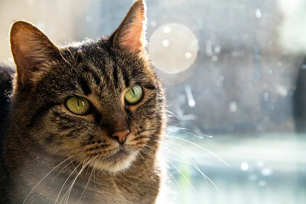 Porträt Einer Grauen Katze Einem Kätzchen Der Stadt Nahaufnahme — Stockfoto