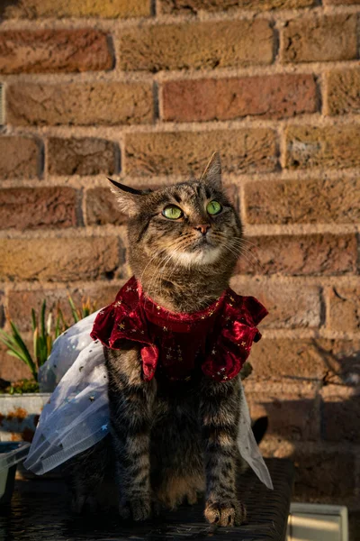 Eine Vertikale Aufnahme Einer Entzückenden Gestromten Katze — Stockfoto