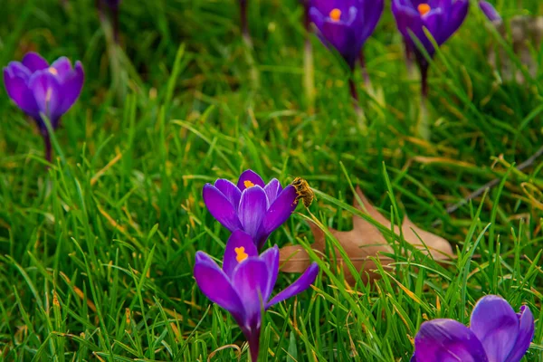 Belles Fleurs Crocus Violet — Photo