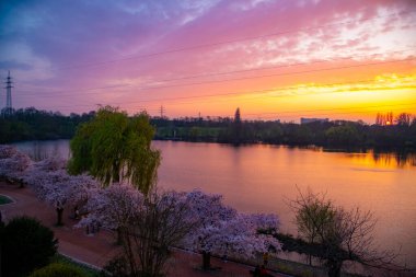 Gün batımında kiraz çiçeği