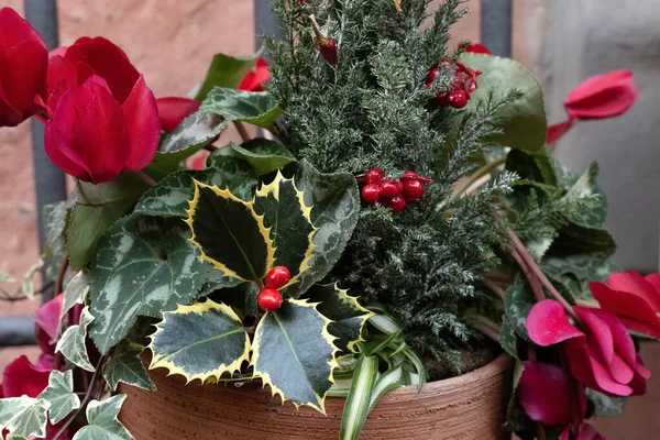 Noel buketi, ökseotu, çam ağacı ve açık havada kil kapta mor siklamen. Kış çiçeği kompozisyonu. Yeni yıl dekorasyonu. Çiçek açan. Bahçe işleri konsepti. Aralık tatili. Duvar Kağıdı