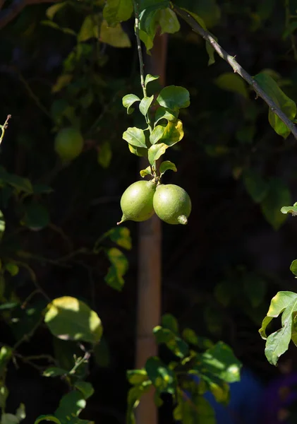 Bir brunch limon ağacında iki sulu turunçgil. Yüksek kontrastlı resim. Bahçıvanlık ve tarım kavramı. Çiğ yemek. C vitamini ürünü. - Evet. Yüksek kalite fotoğraf