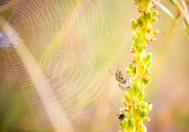 Eklembacaklı örümcek, bir karasal bitkinin üzerine tünemiş, ahşap, çimen ve dal gibi doğal malzemelerden oluşan karmaşık ağının hemen yanındadır.