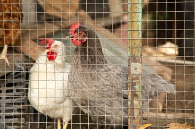 Küçük bir bölmede, iki tavuk arka planda konumlanmış bir cetvelin yanına yerleştiriliyor, bu da onların boyutlarını gösteriyor.
