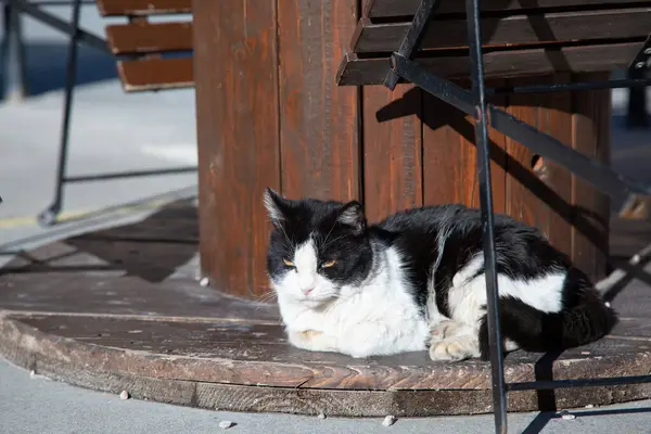 Siyah ve beyaz bir kedi şu anda rahat bir şekilde yerde uzanıyor, çevresinin ve güneş ışınlarının sıcaklığının tadını çıkarıyor.