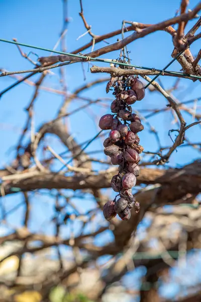 Bir demet olgun ve taze üzüm yukarıdaki sağlam bir ağaç dalına asılarak nefis bir doğa manzarası yaratıyor.