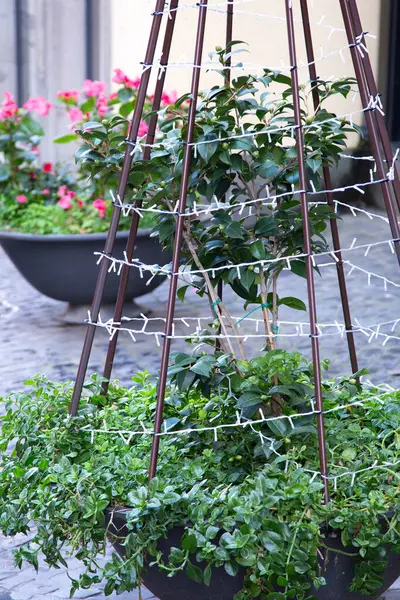 Bir saksı bitkisi dikenli tellerden oluşan koruyucu bir bariyerle çevrilidir ve bu çevredeki güvenliği ve güvenliğini sağlar.