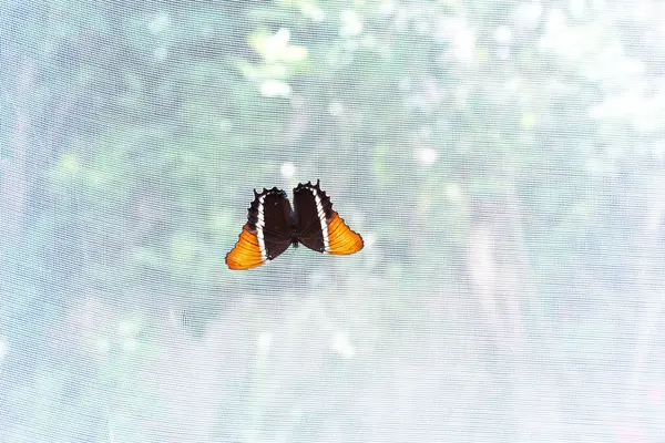 Güzel renkli siyah ve turuncu bir kelebek zarif bir şekilde havada uçuyor, canlı kanatlarını ve hassas yapısını sergiliyor.