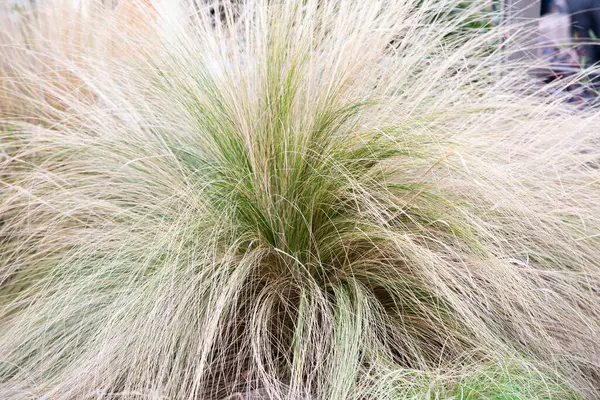 Canlı yeşil bir bitkinin detaylı bir yakın çekim görüntüsü, zengin toprağın altında etkin bir şekilde büyüyen uzun çim bıçaklarını gösteriyor.