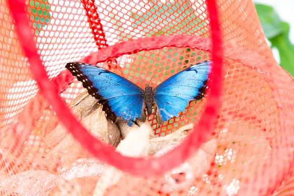 Güzel mavi bir kelebek, parlak kırmızı bir ağda sessizce dinleniyor ve ağ arka planına karşı canlı renklerini sergiliyor.