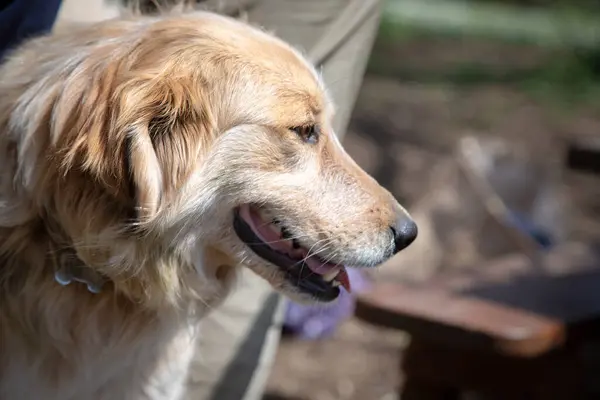 Bir köpeğin yüzünün detaylı bir yakın plan görüntüsü, heyecanını ve enerjisini dışavuracak şekilde ağzını sonuna kadar açıyor.