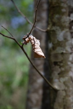 Bu, ince bir ağaç dalından sarkan yeşil bir yaprağın yakın plan görüntüsü. İnce detaylar ve güzellikler sergiliyor.