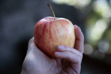 Bir insan elinde taze, sulu bir elma tutar, canlı rengini ve dokusunu gösterir, sağlıklı bir atıştırmalık olarak tadını çıkarmaya hazırdır.