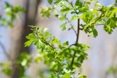 Bu resim, canlı yeşil yapraklarla süslenmiş güzel bir ağaç dalının yakın plan görüntüsünü içeriyor.