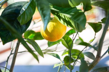 Bu resim, canlı yeşil bir ağaç dalından sarkan, parlak sarı rengini ve doğal güzelliğini gözler önüne seren olgun bir limonu yakından görüyor.