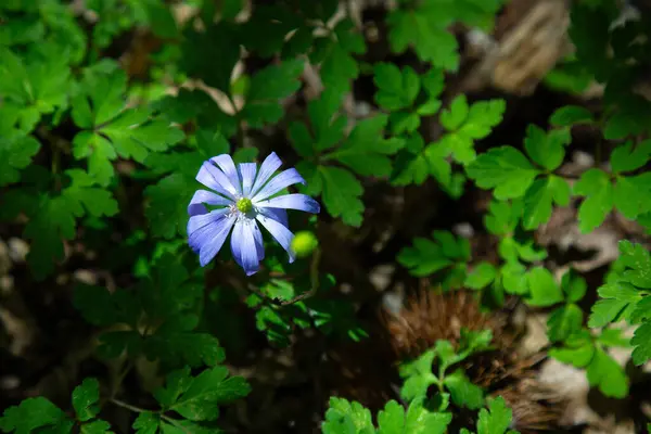 Parlak sarı bir merkezi olan güzel bir mavi çiçek, canlı yeşil yapraklarla çevrili.