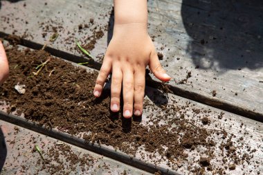 Küçük bir çocuk eli, kırsal bir ahşap yüzeye yerleştirilmiş zengin bir toprak yığınının üzerinde nazikçe dinleniyor ve doğayla olan bağlantısını vurguluyor.