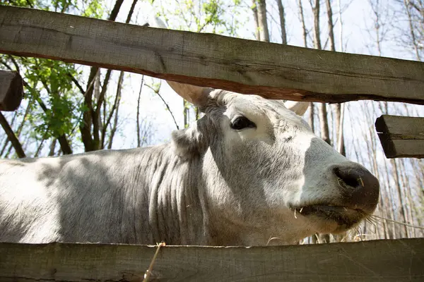 Beyaz bir inek ahşap bir çitin arkasında duruyor, kameraya merakla bakıyor anı yakalıyor.