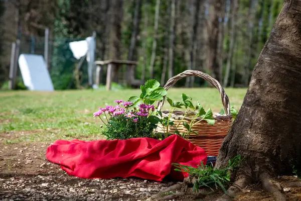 Göz kamaştırıcı ve göz kamaştırıcı bir manzara yaratan çarpıcı sarı bir merkezi olan bir demet güzel pembe çiçek.