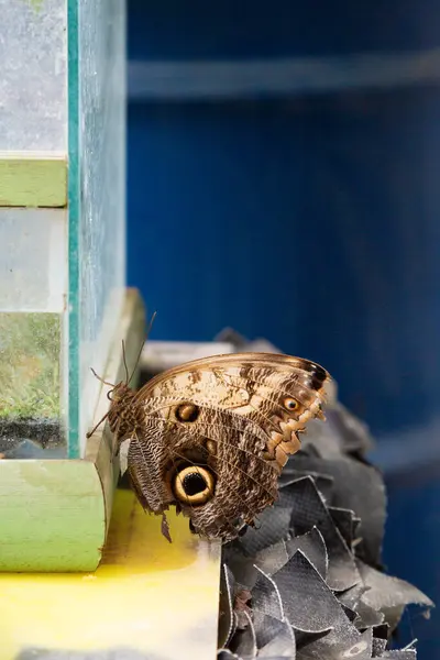 İlgi çekici bir güve, yakınlardaki şeffaf cam bir konteynırın yanındaki bir tahta parçasının üzerinde huzur içinde yatıyor.