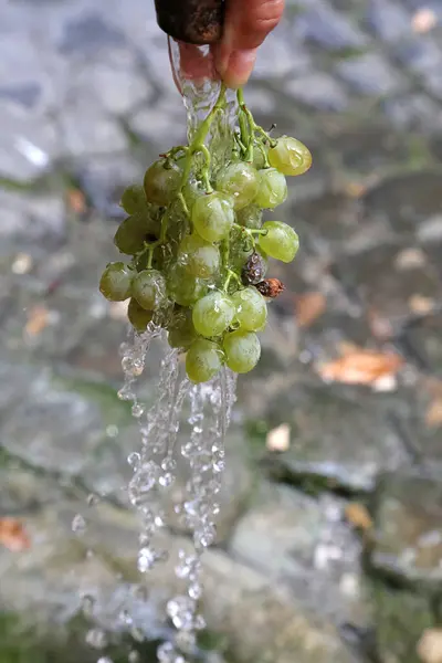Bir insan bir demet taze, yeşil üzümü nazikçe suyun altında tutar ve doğanın eşsiz bir çevrede ürettiği güzelliği gösterir.