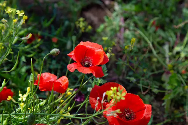 Canlı kırmızı çiçeklerden oluşan güzel bir demet yemyeşil çimenlerde gelişiyor ve büyüyor. Etraflarındaki manzaraya renk katıyor.