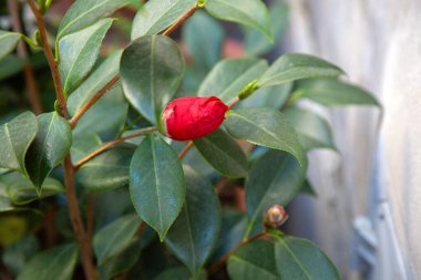 İşte canlı kırmızı bir çiçek tomurcuğunun güzelliğini ve çekiciliğini gözler önüne seren yemyeşil bir bitkinin detaylı yakın plan görüntüsü.