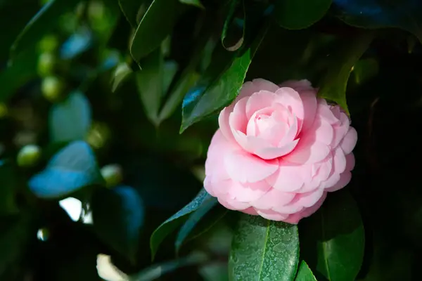 Güzel, pembe bir çiçek zarif bir şekilde yeşil yapraklarla çevrili muhteşem bir ağacın üzerinde duruyor.