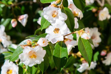 Çarpıcı beyaz çiçekler ve canlı yeşil yapraklarla süslenmiş güzel bir çalılığın detaylı bir yakın görüntüsü güzellikleri sergiliyor.