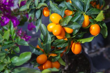 Bahçede, küçük, canlı bir portakal ağacı var. Taze, mor çiçeklerle süslenmiş. Arka planda güzel bir çiçek açıyor.