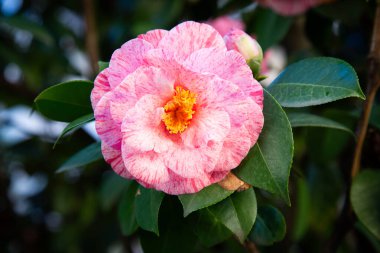 Burada zarif, pembe bir çiçek sergilenen, göz alıcı sarı bir merkezi olan, ve cazibesini arttıran, karmaşık bir yakın plan görüntümüz var.