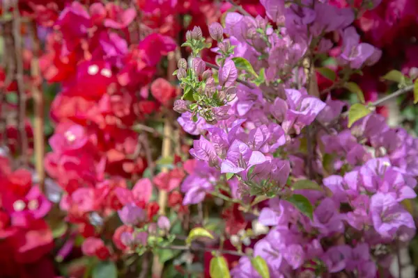 Canlı pembe ve mor çiçeklerden oluşan güzel bir demet, bahçedeki çiçek açan bir çalıda serpilmekte, şaşırtıcı renkler sergiliyor.