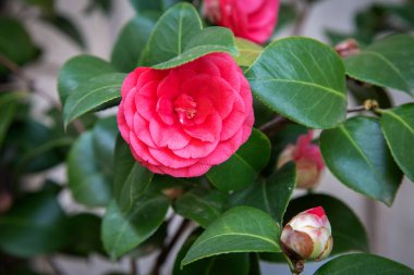 Bu, etrafını çevreleyen canlı yeşil yapraklarla çevrili narin pembe bir çiçeğin güzel bir yakın plan görüntüsü.