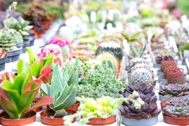 Şu anda çok çeşitli saksı bitkileri güzel düzenlenmiş bir masada oturuyorlar, çevreye yaşam ve renk katıyorlar.