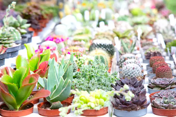 Şu anda çok çeşitli saksı bitkileri güzel düzenlenmiş bir masada oturuyorlar, çevreye yaşam ve renk katıyorlar.