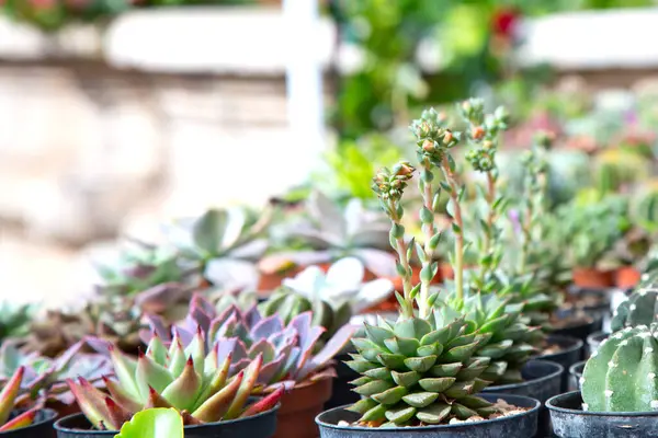 Çeşitli saksı bitkilerinden oluşan küçük bir koleksiyon sağlam bir ahşap masanın üzerinde güzelce ve zarif bir şekilde duruyor.