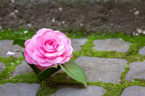 Narin, güzel pembe bir gül, yosunlu bir kaldırımda zarifçe oturuyor, çevresinin doğal güzelliğini arttırıyor.
