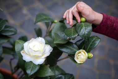 Lezzetli bir demet bisküvi şeffaf cam bir kabın içinde düzgünce üst üste istiflenir.