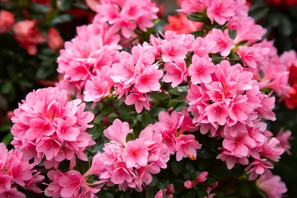 Çok güzel bir çalılık var, yemyeşil yapraklarla tamamlanmış canlı pembe çiçeklerle süslenmiş, göz kamaştırıcı bir görüntü yaratıyor.