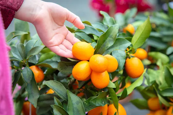 Bir kişi ağaçtan olgun portakalları dikkatlice topluyor ve ihtiyaçları ve keyfi için en iyi meyveleri seçtiğinden emin oluyor.