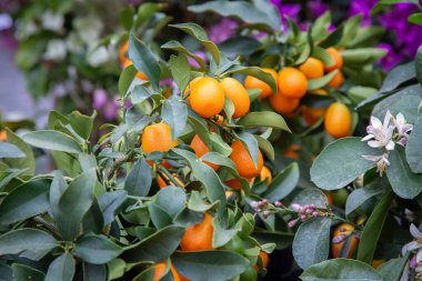 Sağlıklı bir ağaçta canlı portakallar yetişiyor. Güneş ışığının tadını çıkarıyorlar. Yakında hasat edilmek için sabırsızlanıyorlar.